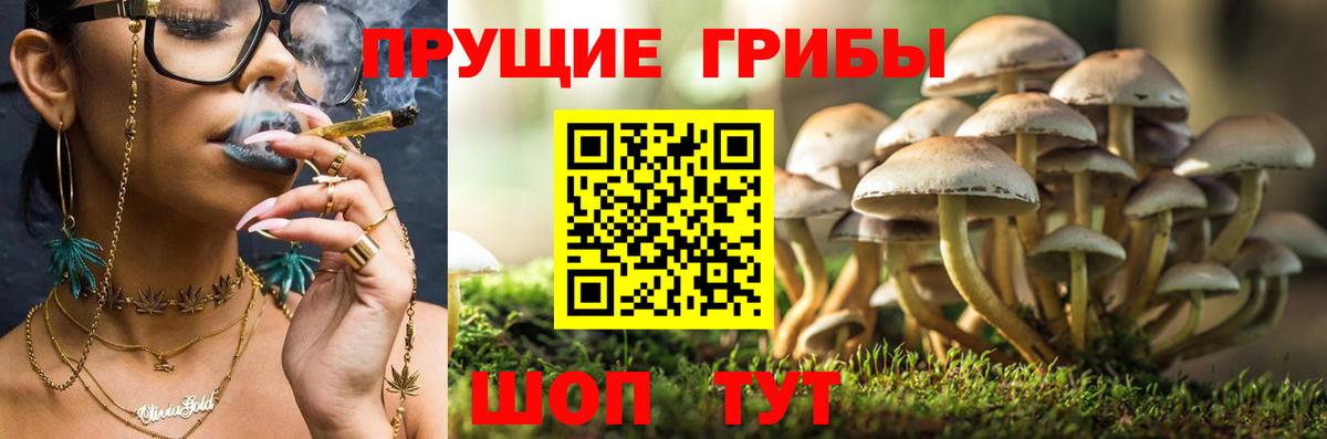 Сафоново  Псилоцибиновые грибы MAGIC MUSHROOMS  Вход с VPN 